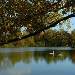 Autumn at the lake (4)