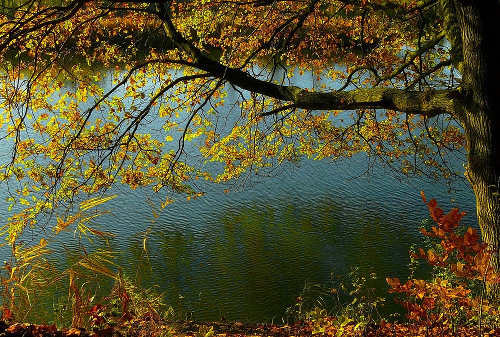 Autumn at the lake (5)