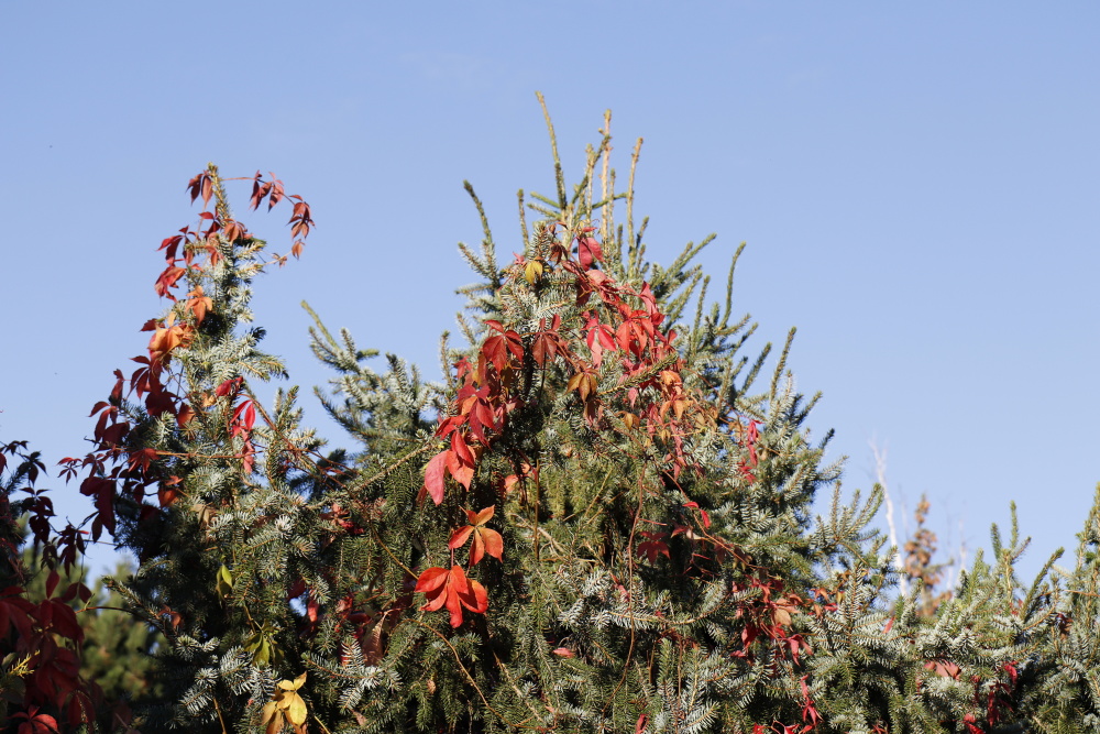 Autumn atmosphere in Dessau - Image 2