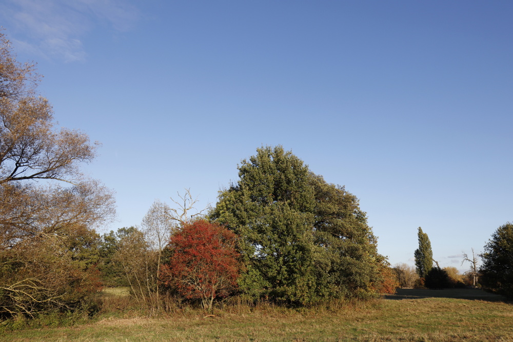 Autumn atmosphere in Dessau - Image 3