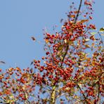 Autumn atmosphere in Dessau - Image 7