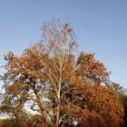 Autumn atmosphere in Dessau - Image 8