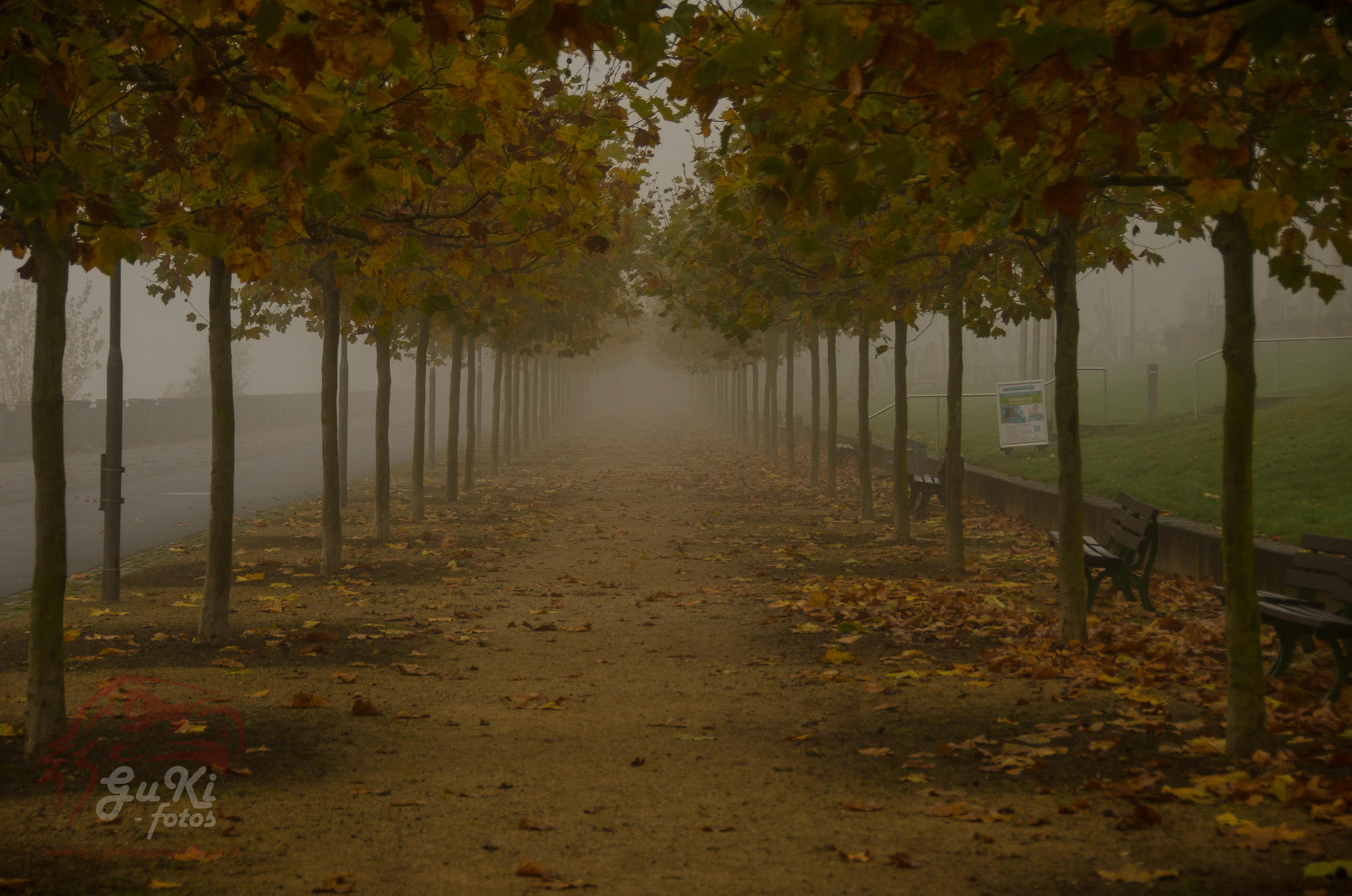 Autumn avenue Bonn in germany