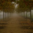 Autumn avenue Bonn in germany