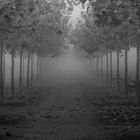 Autumn avenue B/W Bonn in germany