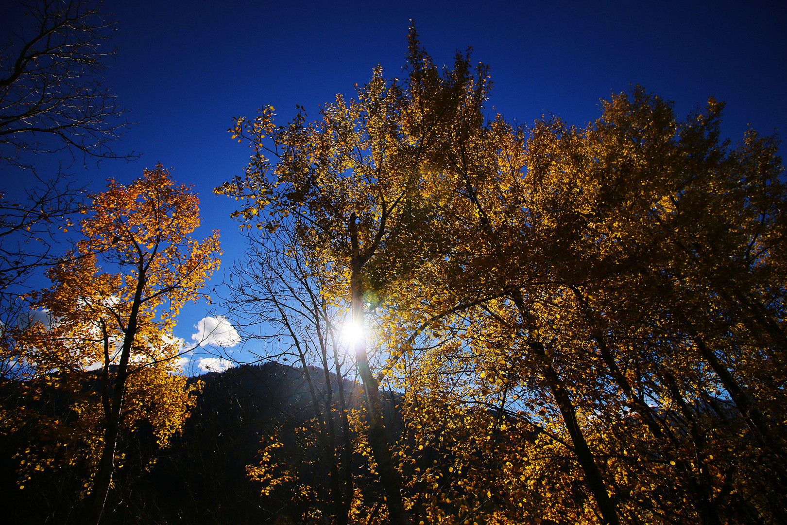 Autumn backlit