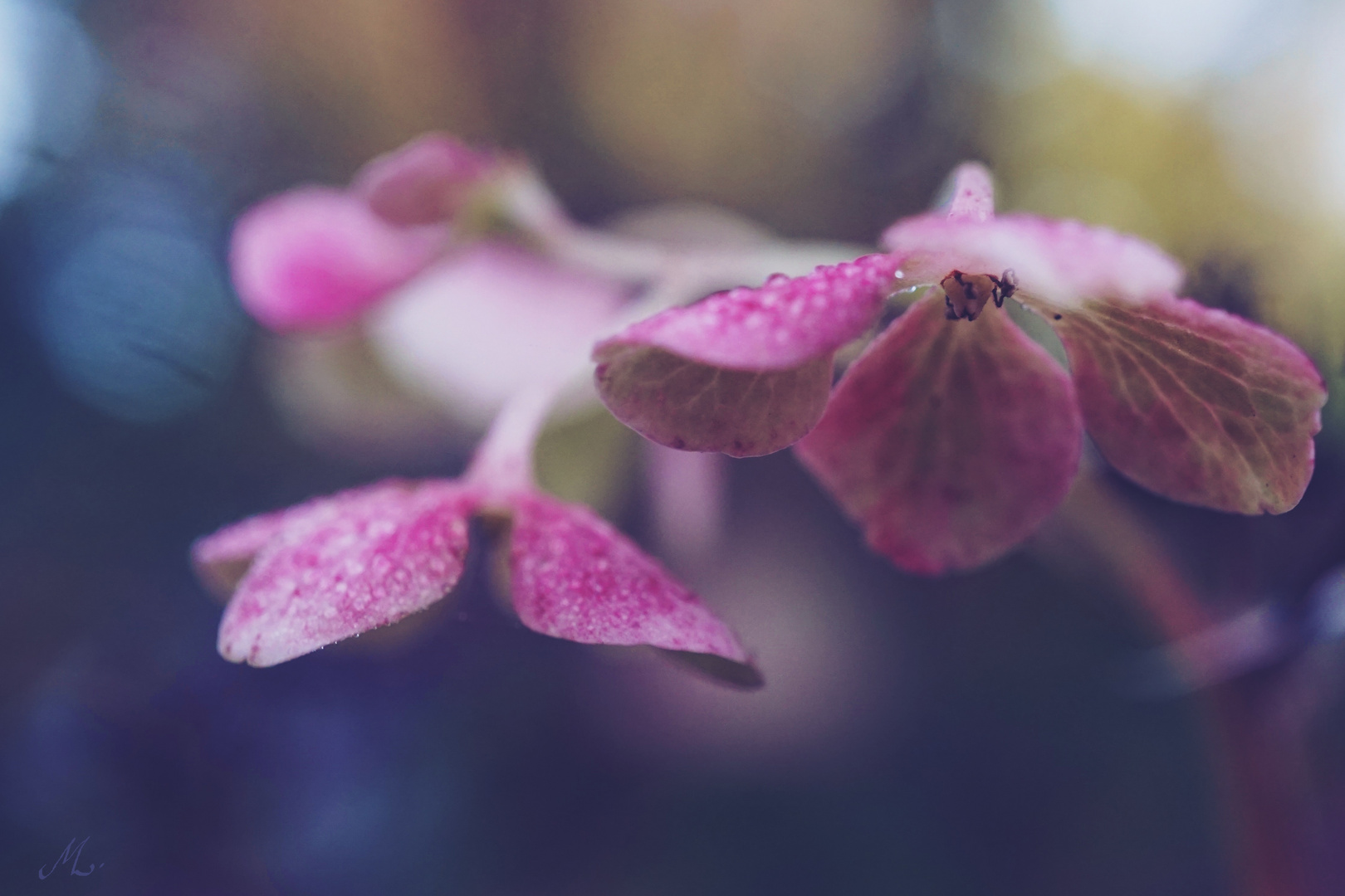 Autumn bells