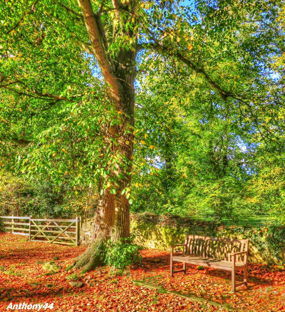 Autumn Bench