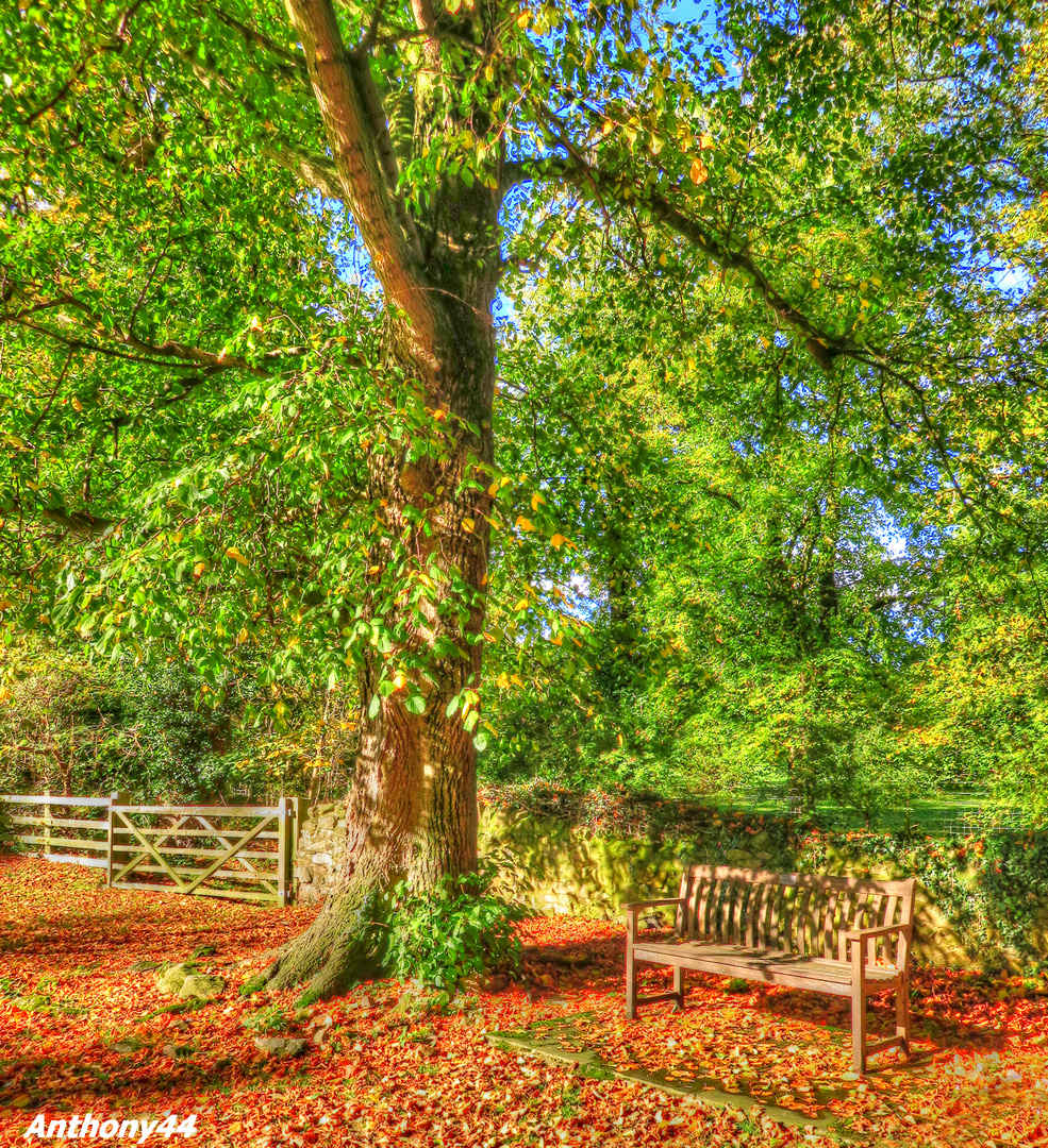 Autumn Bench