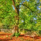 Autumn Bench