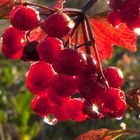 Autumn Berries