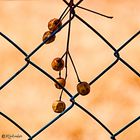 Autumn berries