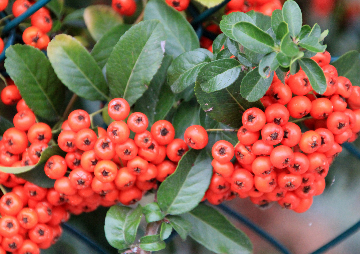 autumn berries