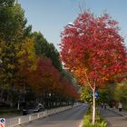 Autumn besides the road