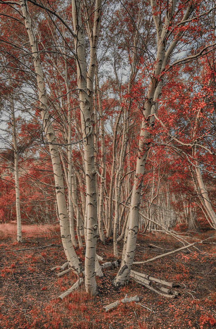 Autumn birch trees