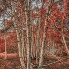 Autumn birch trees