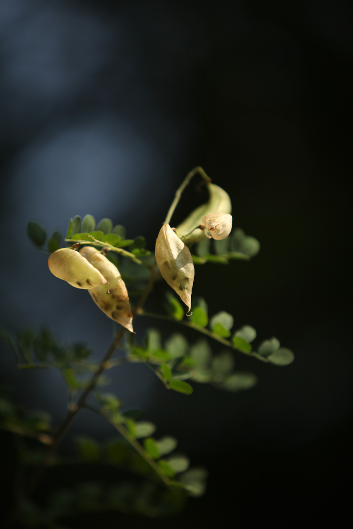 Autumn Bladder Senna - Herbst Blasenstrauch