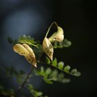 Autumn Bladder Senna - Herbst Blasenstrauch