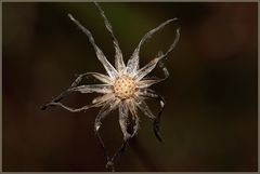 *Autumn Blossom*