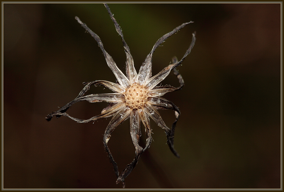 **Autumn Blossom**