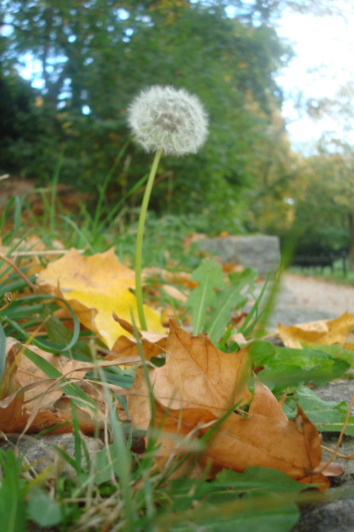 autumn breeze