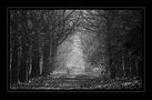 Autumn B&W by trix70 