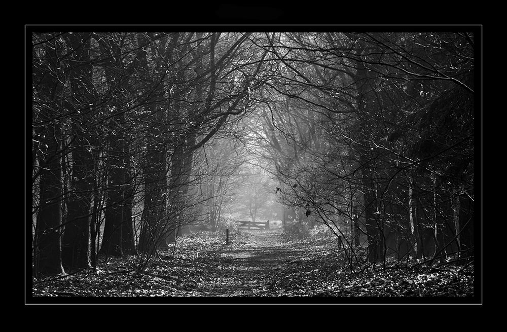 Autumn B&W by trix70 