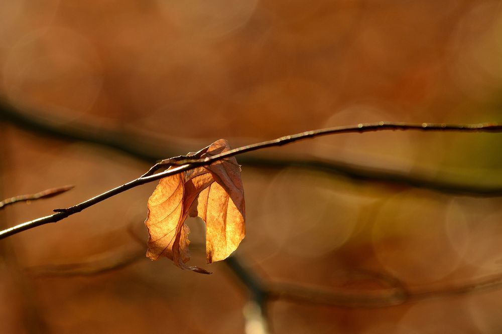 Autumn.