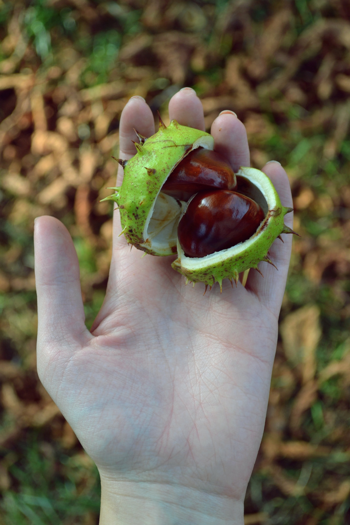 autumn came out of a chesnut.