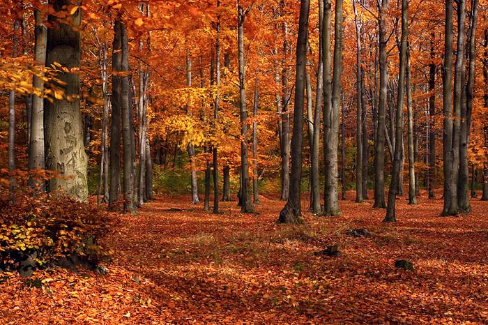 Autumn carpet