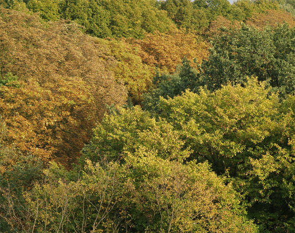 Autumn carpet