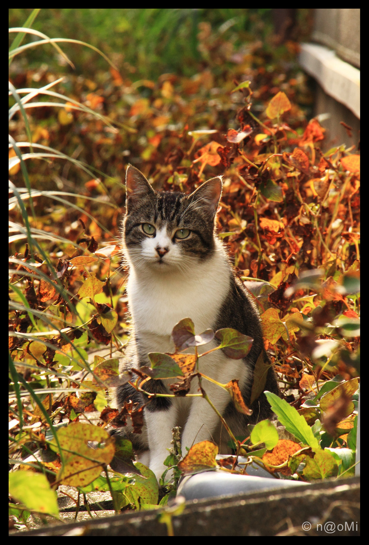 autumn cat