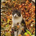 autumn cat