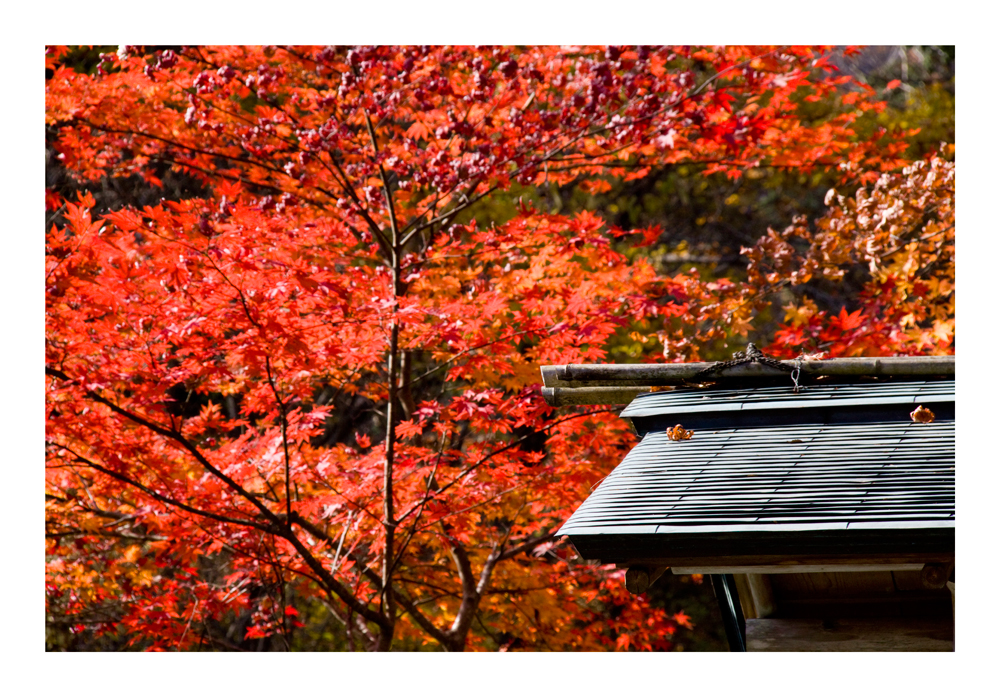 Autumn Color -1