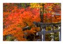 Autumn Color-2 by Tad Kanazaki 