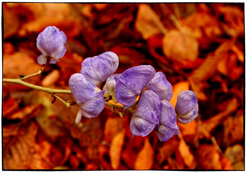 Autumn Color 2