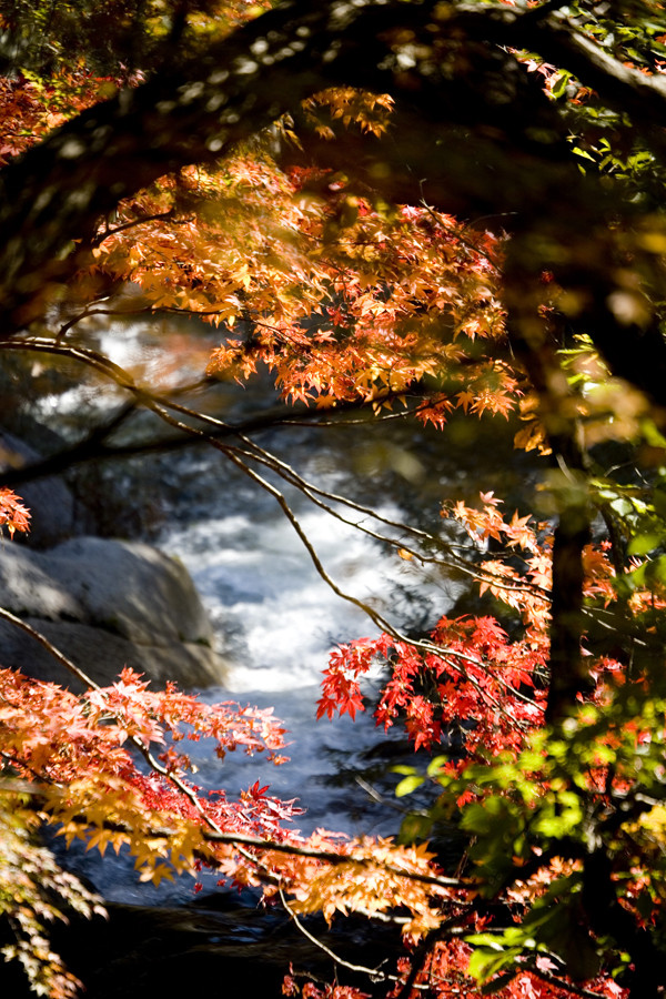 Autumn Color