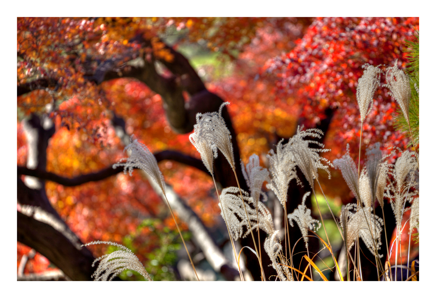 Autumn Color