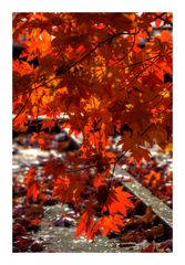 Autumn Color-5