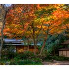 Autumn color in Kamakura-3