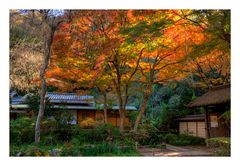 Autumn color in Kamakura-3