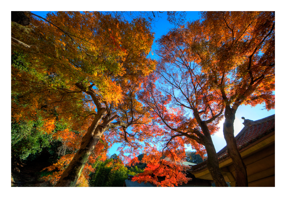 Autumn Color in Kamakura-4