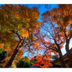 Autumn Color in Kamakura-4
