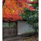 Autumn Color in Kamakura