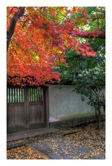 Autumn Color in Kamakura