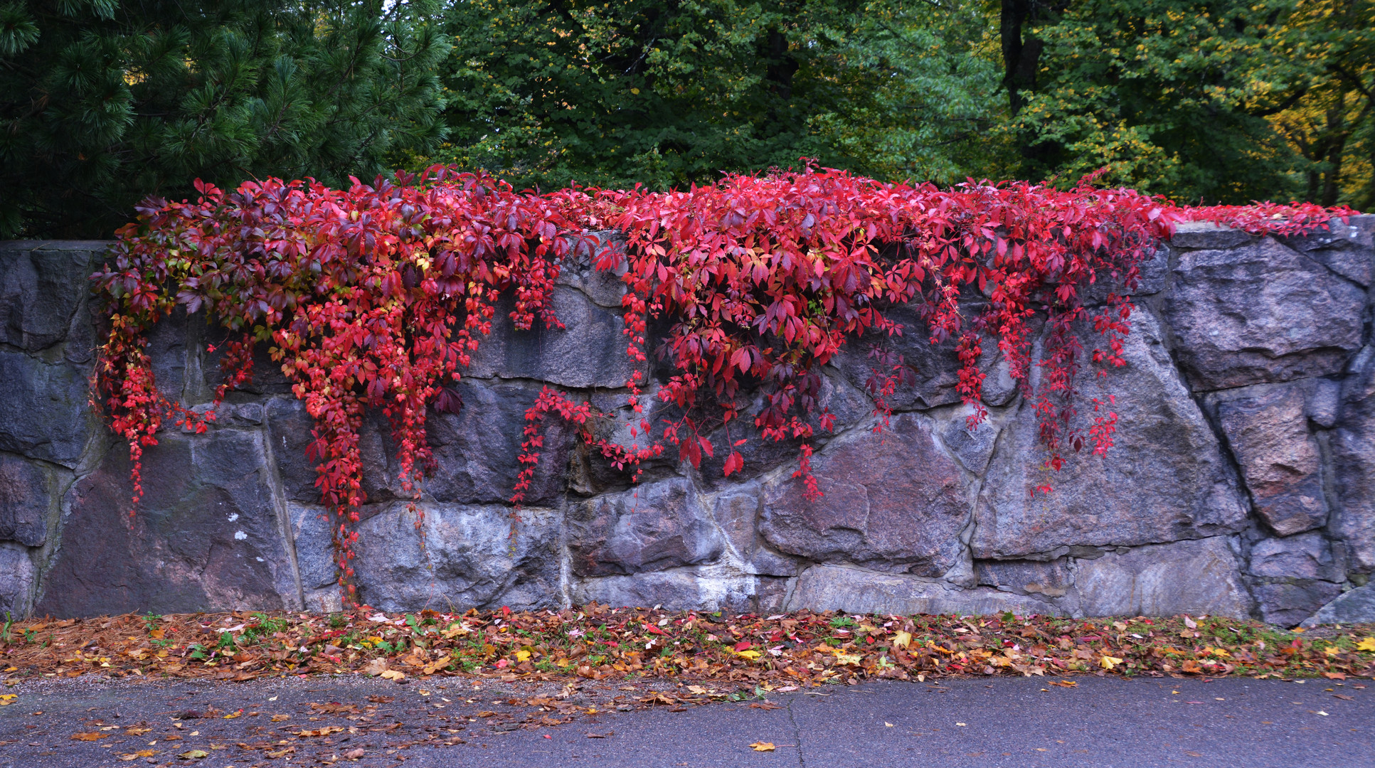 Autumn color on stone wall
