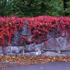 Autumn color on stone wall