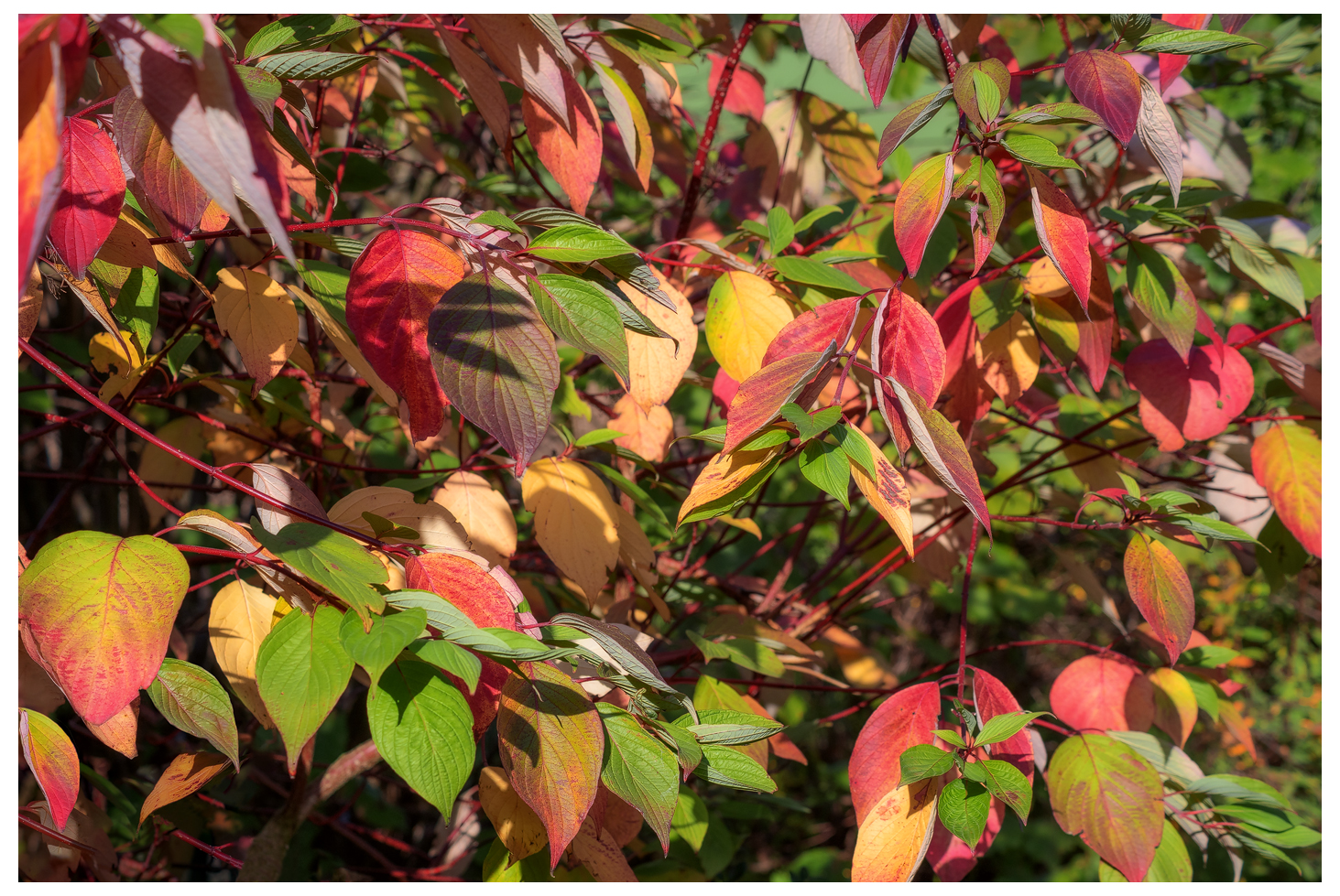 Autumn Color Palette I