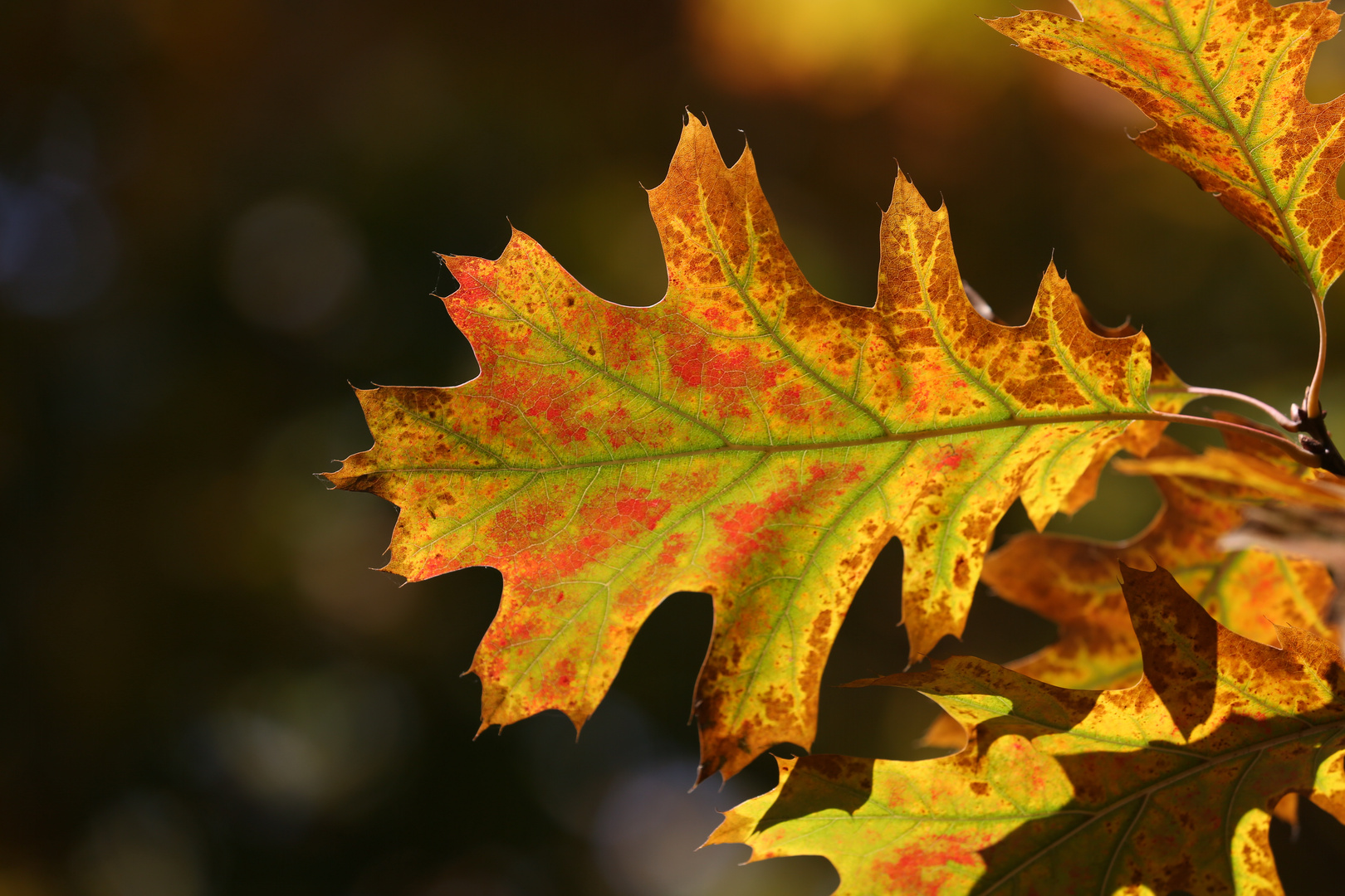 Autumn - Colorful Oak Leaves