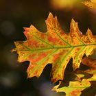 Autumn - Colorful Oak Leaves